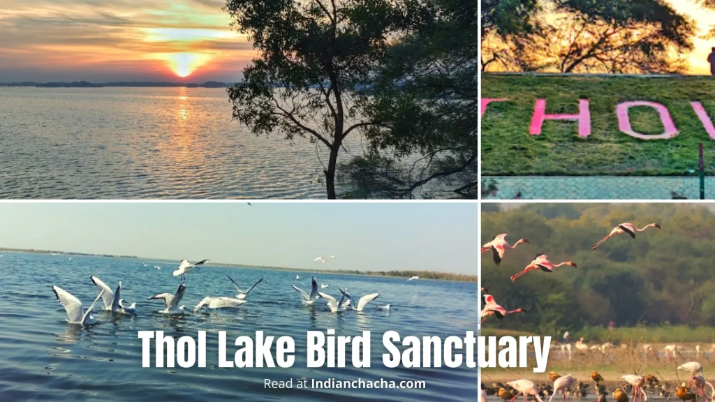 Thol Lake Bird Sanctuary