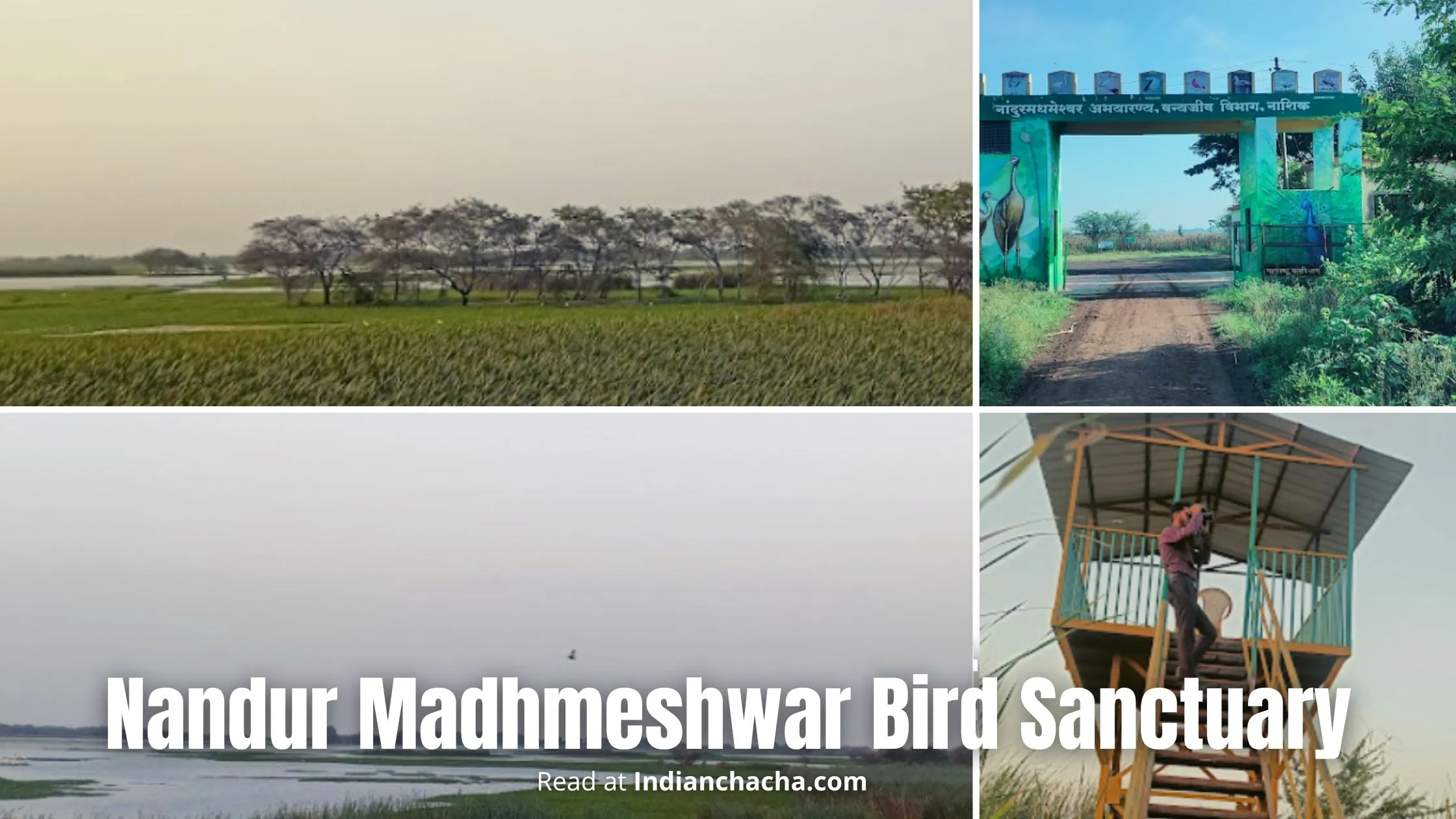 नंदूर मधमेश्वर पक्षी अभयारण्य | Nandur Madhmeshwar [ Bird facts in Marathi]  | Nashik tourist places - YouTube