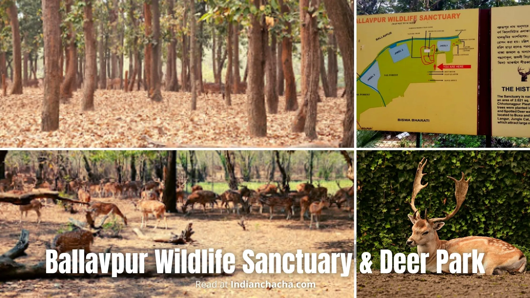 Ballavpur Wildlife Sanctuary Santiniketan Deer Park Bolpur Visit In 2024