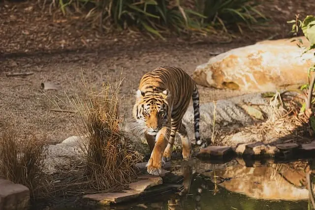 tiger drinking water at Bhadra Wildlife Sanctuary.webp