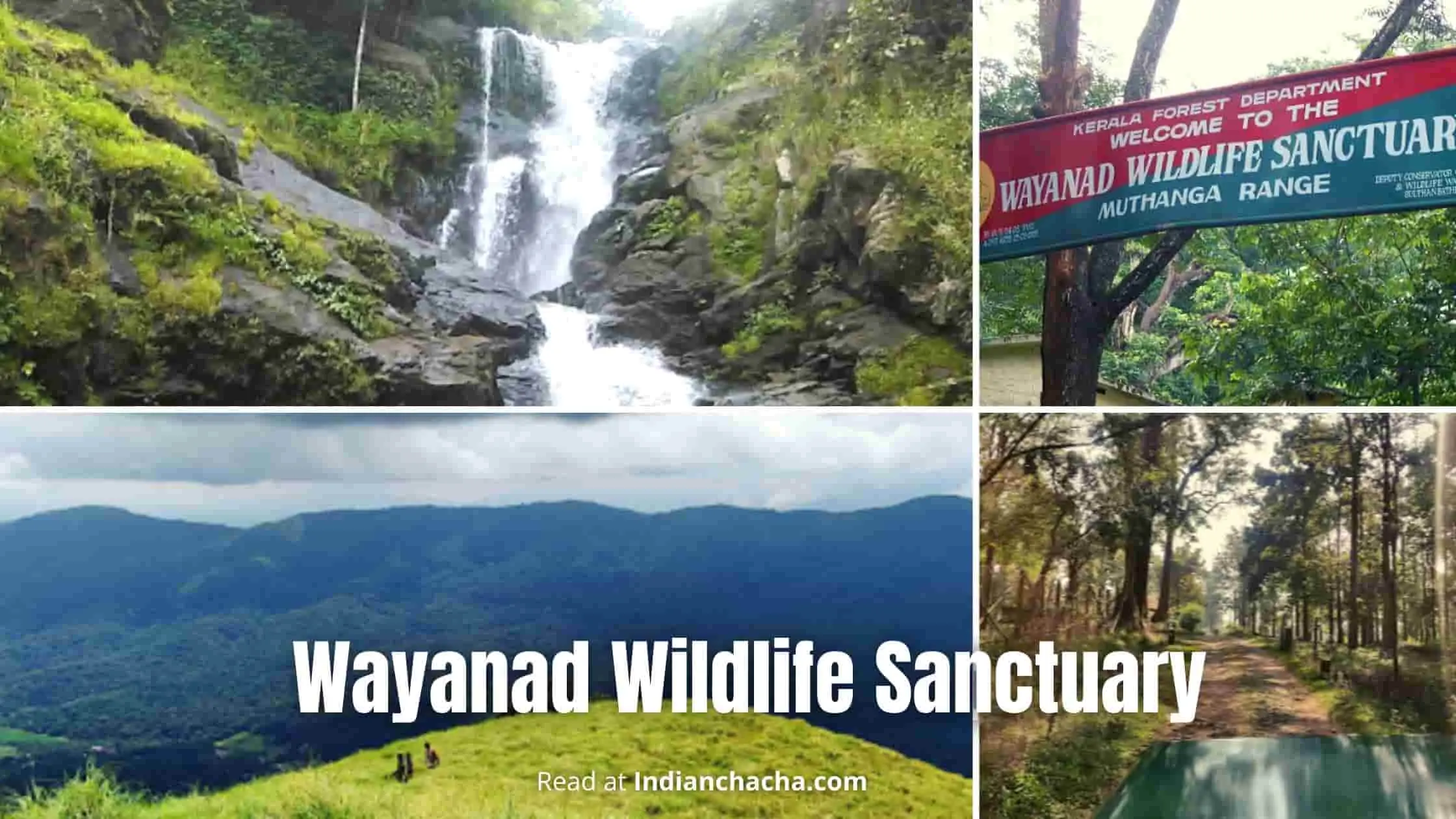 Wayanad Wildlife Sanctuary, Kerala (Visit In 2024)